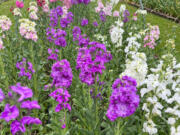 A bed of colorful stock flowers.