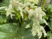 This May 22, 2021, image provided by Greg Lowenthal shows a rhubarb plant in bloom in East Northport, N.Y.