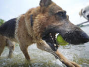 A dog carries a tennis ball in the water at White Rock Lake in Dallas, Tuesday, June 20, 2023. It's Texas, it's summer, it's hot.