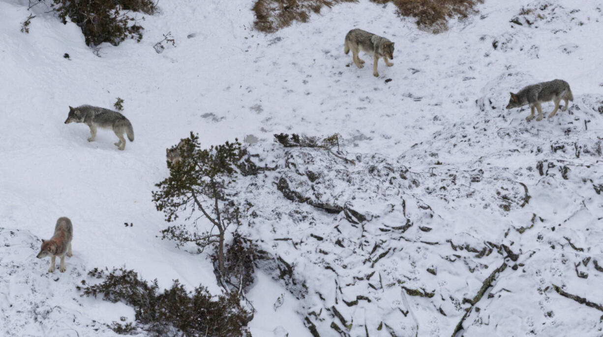 This photo taken Jan. 24, 2023, shows a pack of wolves after they killed a moose at Michigan's Isle Royale National Park.  Gray wolves are thriving at Isle Royale National Park five years after authorities began a last-ditch attempt to prevent the species from dying out on the Lake Superior island chain, scientists said Wednesday, June 14, 2023.