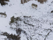 This photo taken Jan. 24, 2023, shows a pack of wolves after they killed a moose at Michigan's Isle Royale National Park.  Gray wolves are thriving at Isle Royale National Park five years after authorities began a last-ditch attempt to prevent the species from dying out on the Lake Superior island chain, scientists said Wednesday, June 14, 2023.