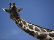 Benito the giraffe looks out from his enclosure Tuesday at the city run Central Park, in Ciudad Juarez, Mexico.