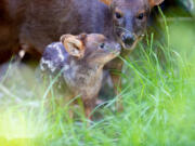 Leia the pudu fawn with her mother at the Woodland Park Zoo in Seattle.