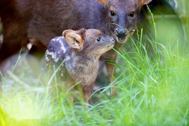 Leia the pudu fawn with her mother at the Woodland Park Zoo in Seattle.