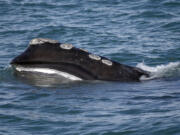 A North Atlantic right whale feeds on the surface of Cape Cod bay off the coast of Plymouth, Mass., on March 28, 2018. A federal appeals court sided with commercial fishermen Friday who say new restrictions aimed at saving the North Atlantic right whale, a vanishing species of whale, could put them out of business.