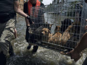 Volunteers carry a cage with dogs evacuated from a flooded neighbourhood in Kherson, Ukraine, Thursday, June 8, 2023.