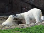 Sisters Astra and Laerke were born on Nov. 17, 2020, to mother Suka and father Nuka. Just two days after her birth, however, Laerke suffered a medical emergency – separating her from her sister and leaving her weak and in need of constant, intricate lifesaving care from the DZS’s animal care staff.