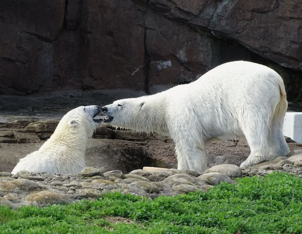 Sisters Astra and Laerke were born on Nov. 17, 2020, to mother Suka and father Nuka. Just two days after her birth, however, Laerke suffered a medical emergency – separating her from her sister and leaving her weak and in need of constant, intricate lifesaving care from the DZS’s animal care staff.