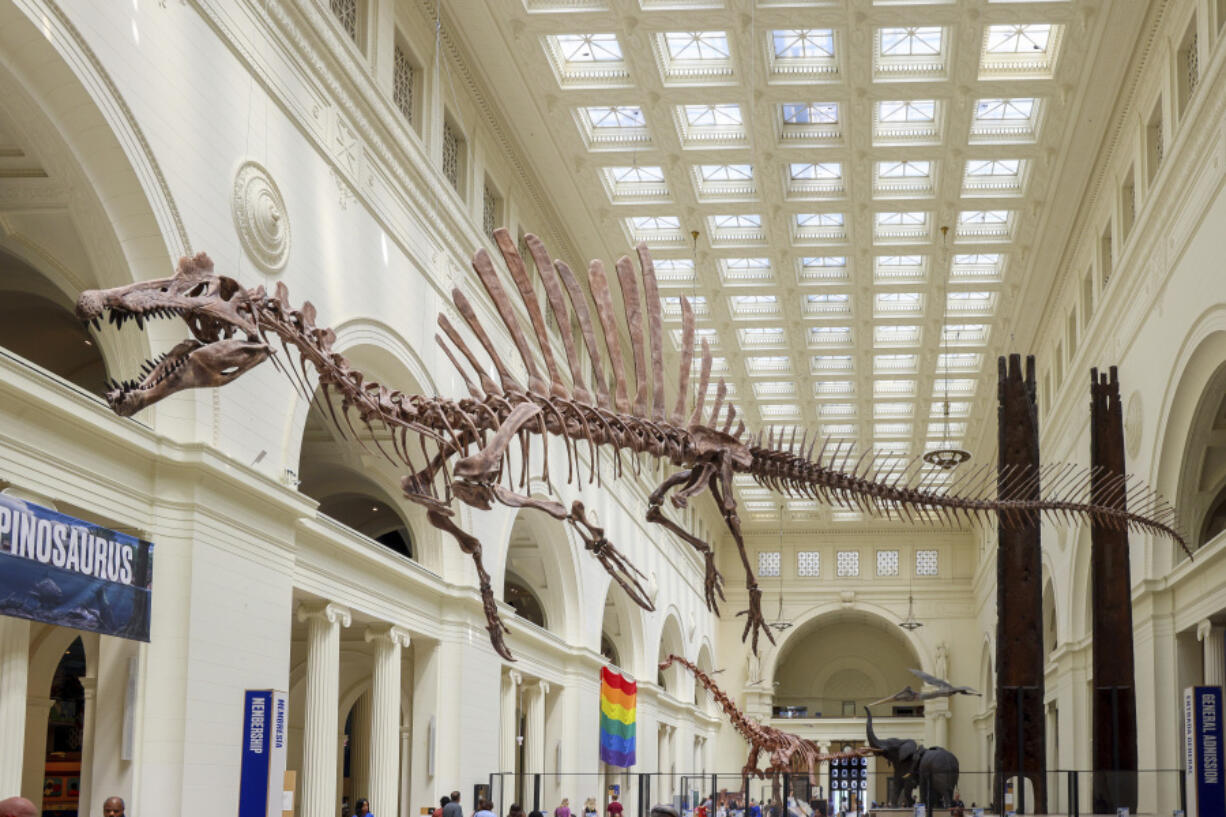 The 46-foot-long cast of a Spinosaurus suspended high above the Field Museum's main hall after its unveiling June 2 in Chicago. The cast is about 60 percent of a skeleton, the most complete specimen of the species.