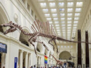 The 46-foot-long cast of a Spinosaurus suspended high above the Field Museum's main hall after its unveiling June 2 in Chicago. The cast is about 60 percent of a skeleton, the most complete specimen of the species.