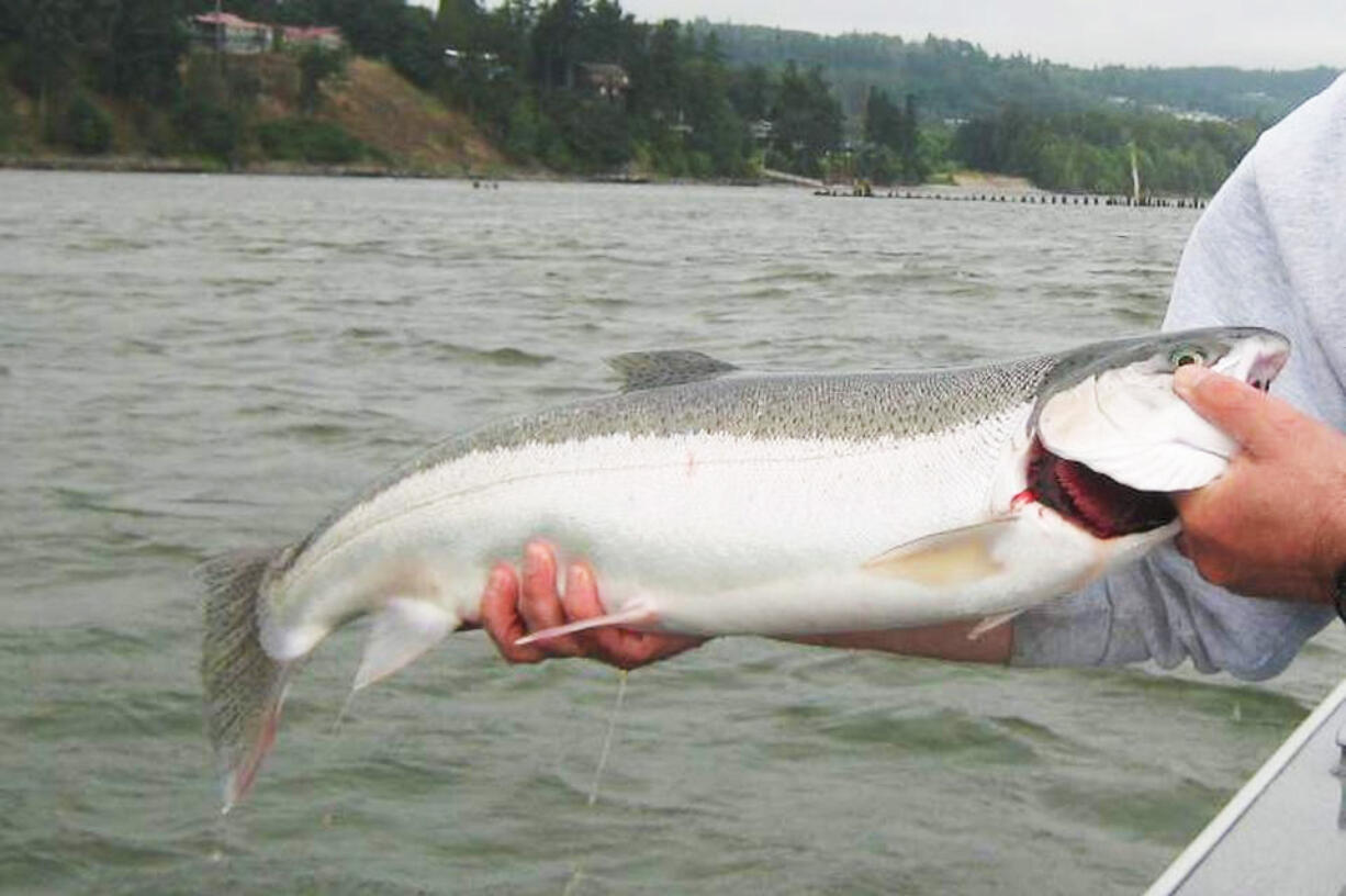 Summer chinook retention in the Columbia River is closing as of Saturday, July 1, 2023, although fishing for steelhead and sockeye will remain open.