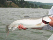 Summer chinook retention in the Columbia River is closing as of Saturday, July 1, 2023, although fishing for steelhead and sockeye will remain open.