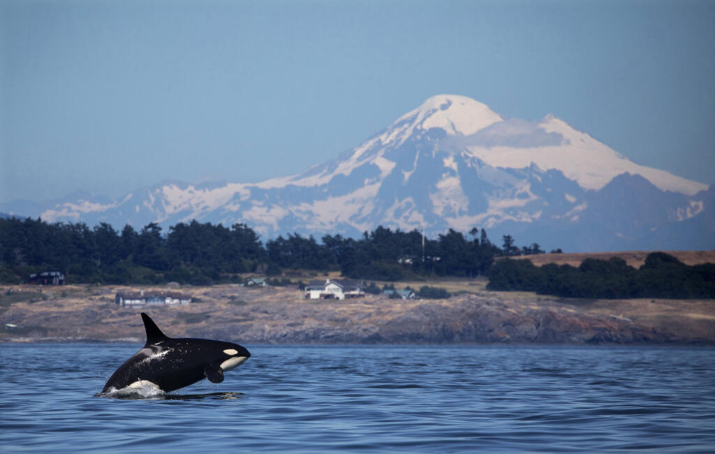 A southern resident killer whale breaches in Haro Strait just off San Juan Island's west side with Mount Baker in the background in June 2018.