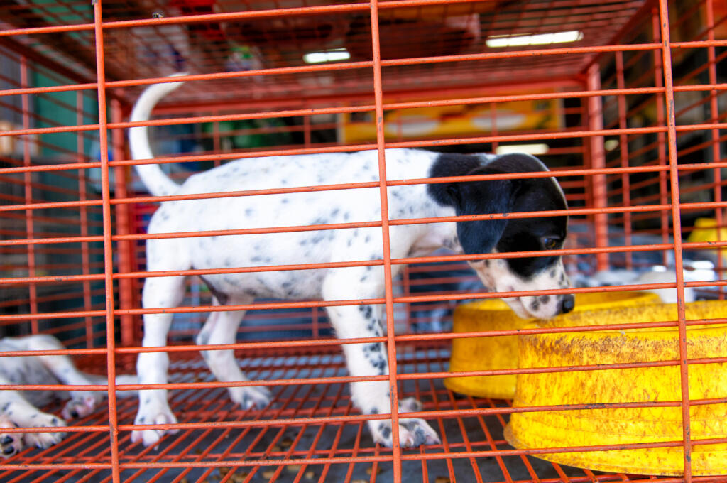 A resolution passed by the Vancouver City Council opposes the sale of dogs at retail pet stores — which only applies to one business in the city.