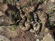 Rattlesnakes have excellent camouflage and don't always rattle before striking. Enjoy your eastern Gorge hike, but stay aware of your surroundings and don't step where you can't see.