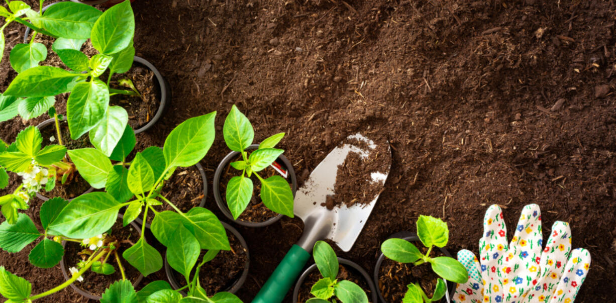 Researchers are looking at everything from plant breeding to tech to prime landscapes for ways to reduce future water usage.