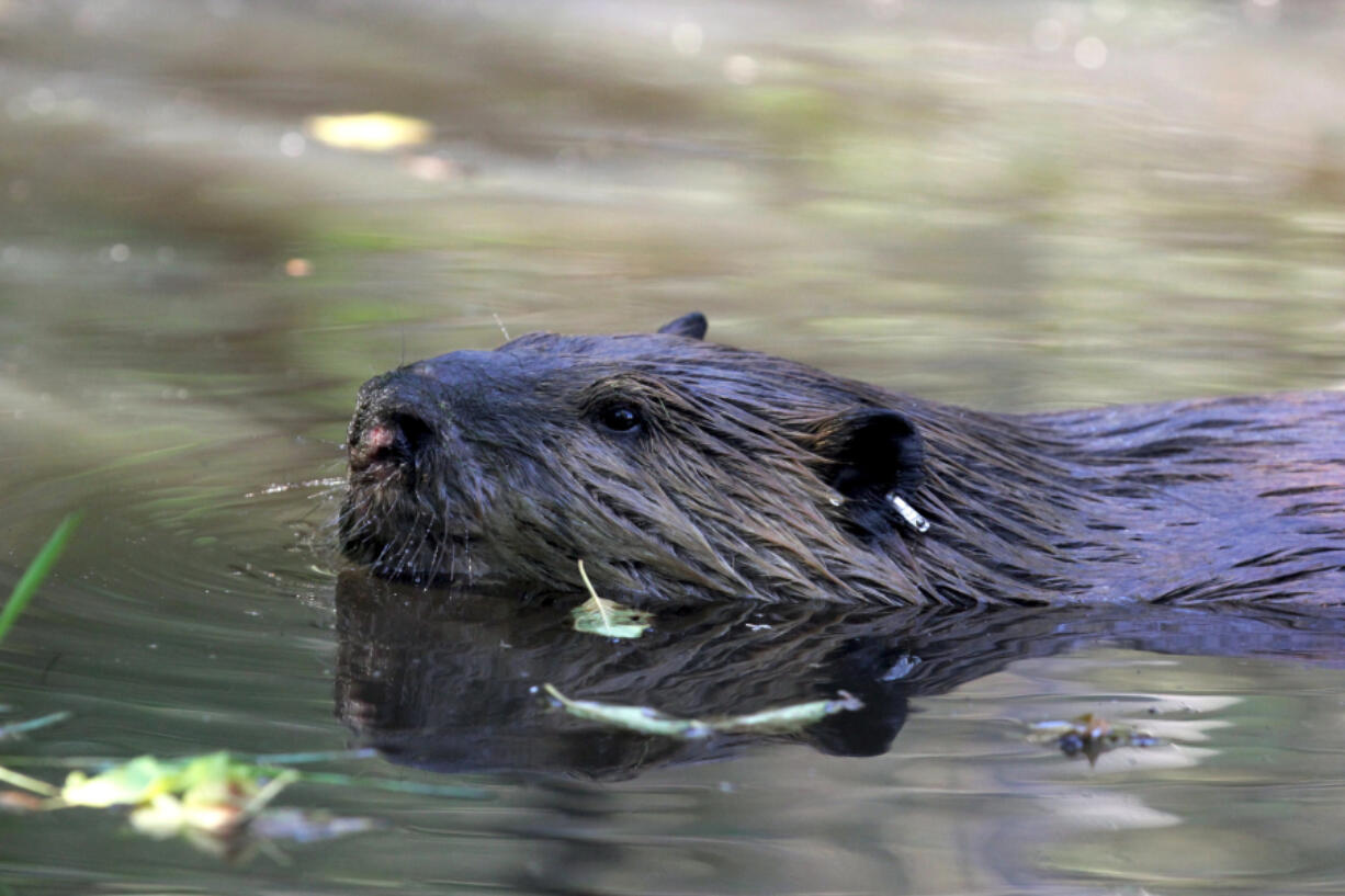 In this Sept. 12, 2014, photo, a tagged 50-pound male beaver nicknamed "Quincy" swims in a water hole near Ellensburg, Wash., after he and his family were relocated by a team from the Mid-Columbia Fisheries Enhancement Group. Under a program in central Washington, nuisance beavers are being trapped and relocated to the headwaters of the Yakima River where biologists hope their dams help restore water systems used by salmon, other animals and people.