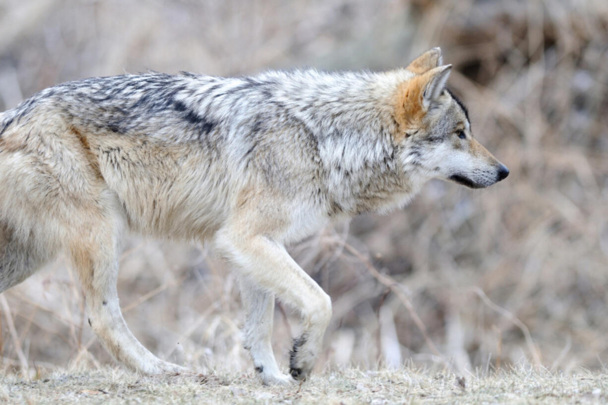 A Mexican gray wolf.