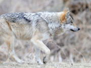 A Mexican gray wolf.