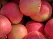 Dr. Katherine Evans said the new apple variety is a cross between the Honeycrisp apple and the Cripps Pink apple, also known as Pink Lady.