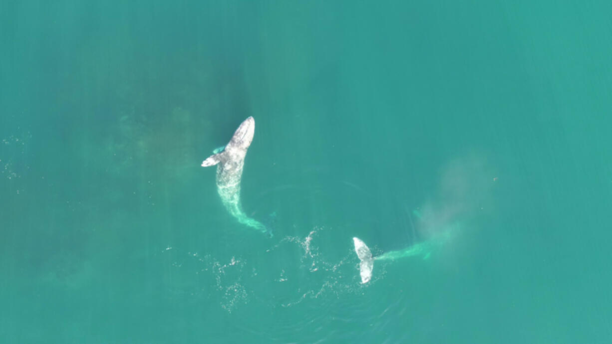 Gray whales feed off the Oregon Coast.