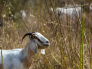 A goat chomps brush on a hillside on June 12 in Rancho Palos Verdes, Calif. Herder Michael Choi was hired by the Palos Verdes Peninsula Land Conservancy to manage the massive growth of invasive weeds in its habitat restoration areas.