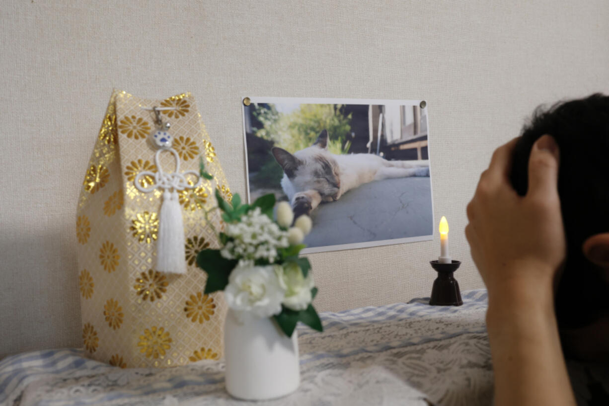 Remains and photographs of a deceased domestic cat.