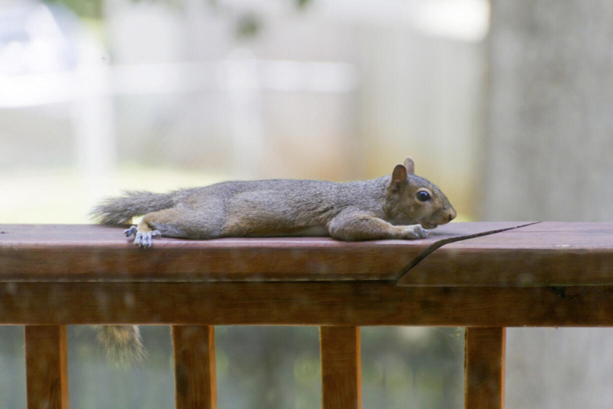 A hot gray squirrel stretches out resting on a wooden deck railing in summer (iStock.com)