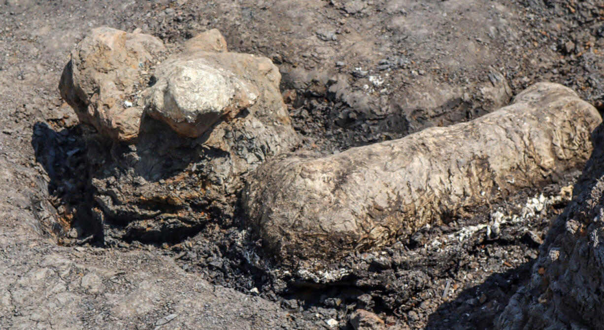 Fossilized bones believed to be a vertebra (left) and a tibia from a large theropod have been excavated and encased in plaster at Dinosaur Park in Laurel. The bones are believed to be from an Acrocanthosaurus, a large carnivorous dinosaur from the Early Cretaceous period.