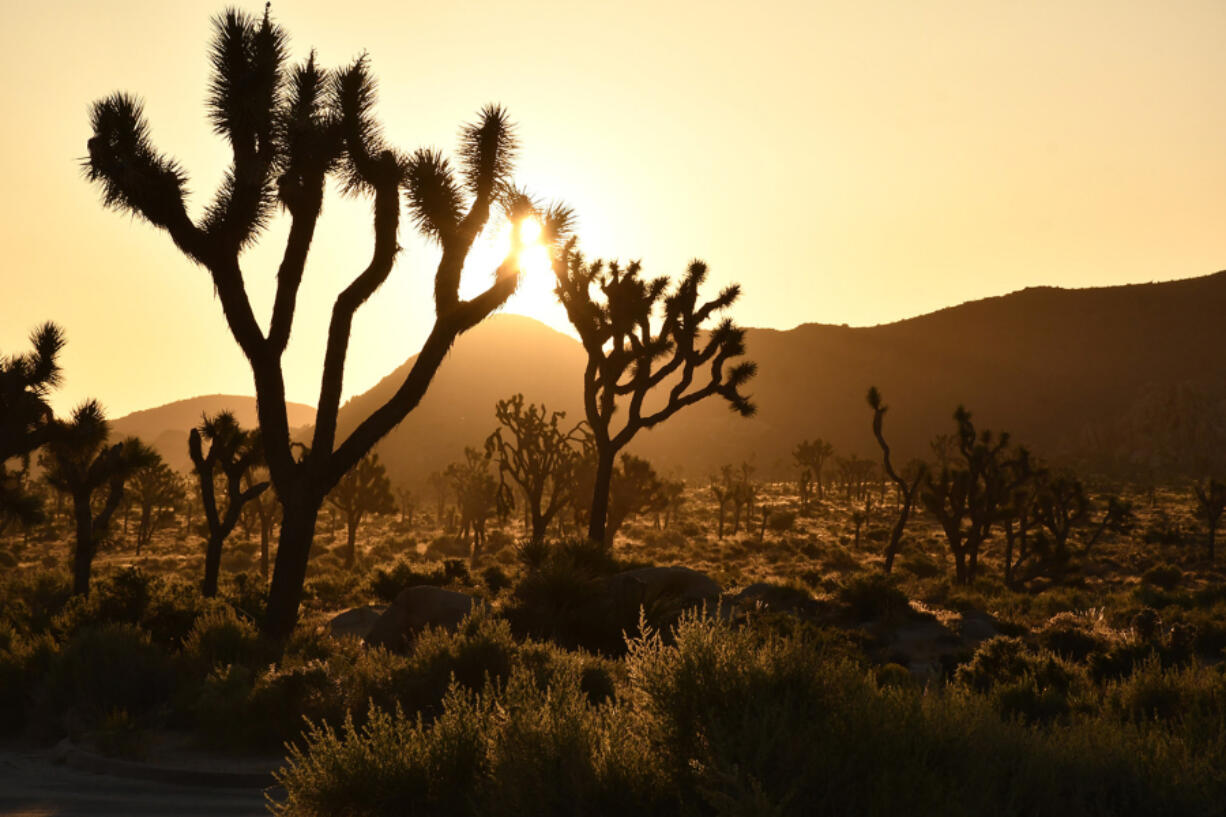 Joshua trees rise from the desert floor in Joshua Tree National park.