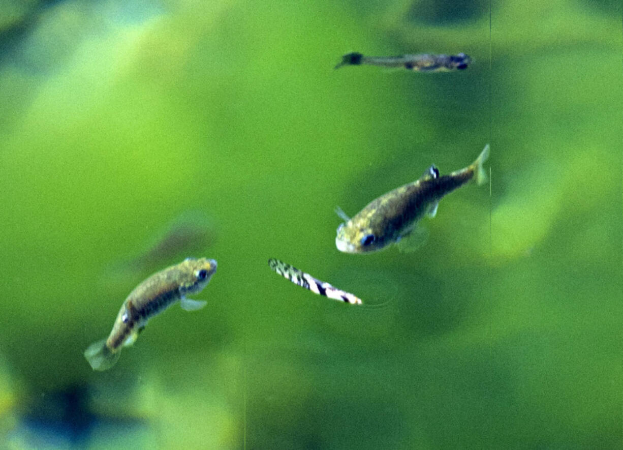 The endangered species of fish are seen at Fairbanks Spring at Ash Meadows National Wildlife Refuge in the Amargosa Valley of southern Nye County, on Thursday, June 29, 2023. Canada-based Rover Metals proposes drilling up to 30 boreholes 250-300 feet deep to explore for lithium in an area adjacent to the Wildlife Refuge.