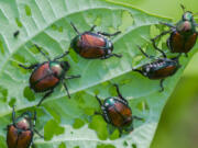 Japanese beetles eat string bean leaves in a garden.