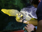 Aquarist Brendan Gilloffo works with green sea turtle Nickel on husbandry behaviors June 8 during a training session at the Shedd Aquarium, in Chicago. (Eileen T.