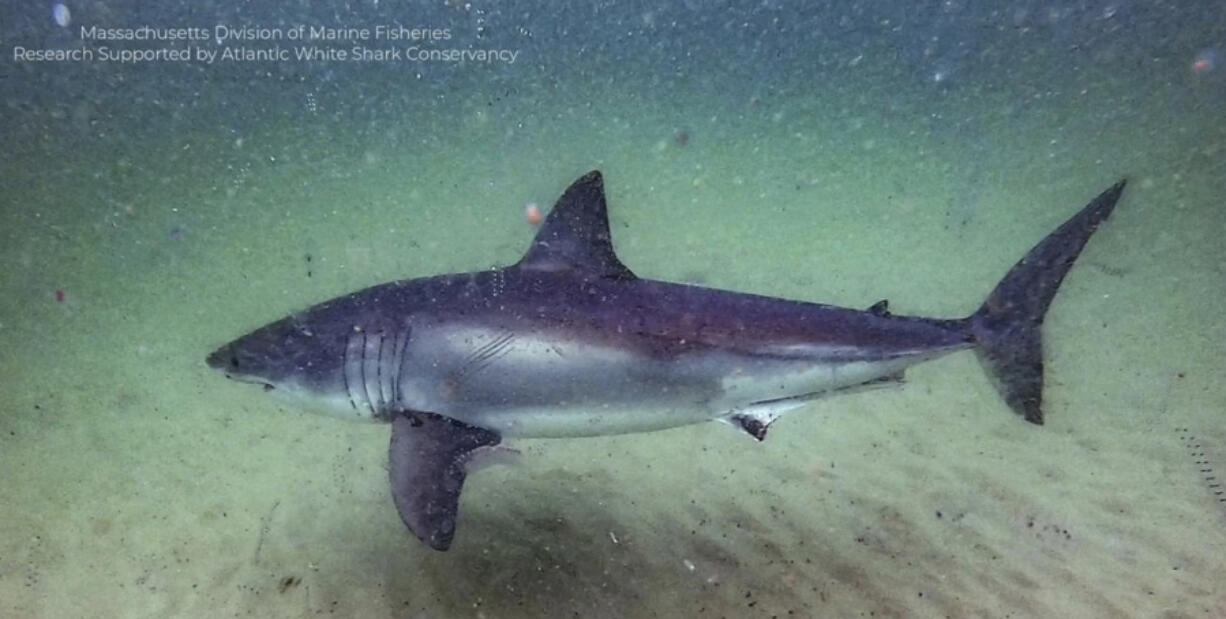 Local shark researchers recently found that about 800 individual white sharks visited the waters off the Cape from 2015 to 2018.(Massachusetts Division of Marine Fisheries/TNS)