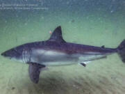 Local shark researchers recently found that about 800 individual white sharks visited the waters off the Cape from 2015 to 2018.(Massachusetts Division of Marine Fisheries/TNS)