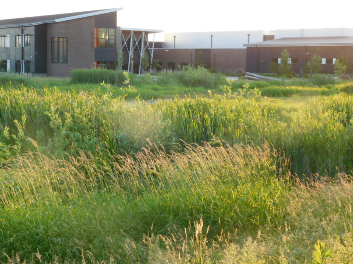 Thanks to a Washington state grant, a local Ridgefield wetland will be preserved and restored by students over the next school year.