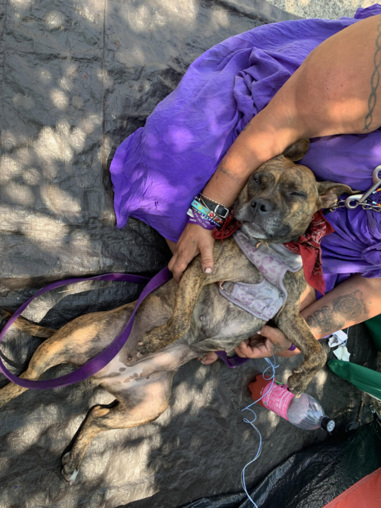 Sandra Jernstrom holds her dog FireStone while discussing concerns about finding water for her and her dogs.