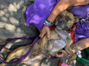 Sandra Jernstrom holds her dog FireStone while discussing concerns about finding water for her and her dogs.