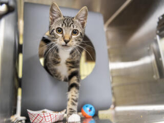 Kitten season at Humane Society for Southwest Washington photo gallery