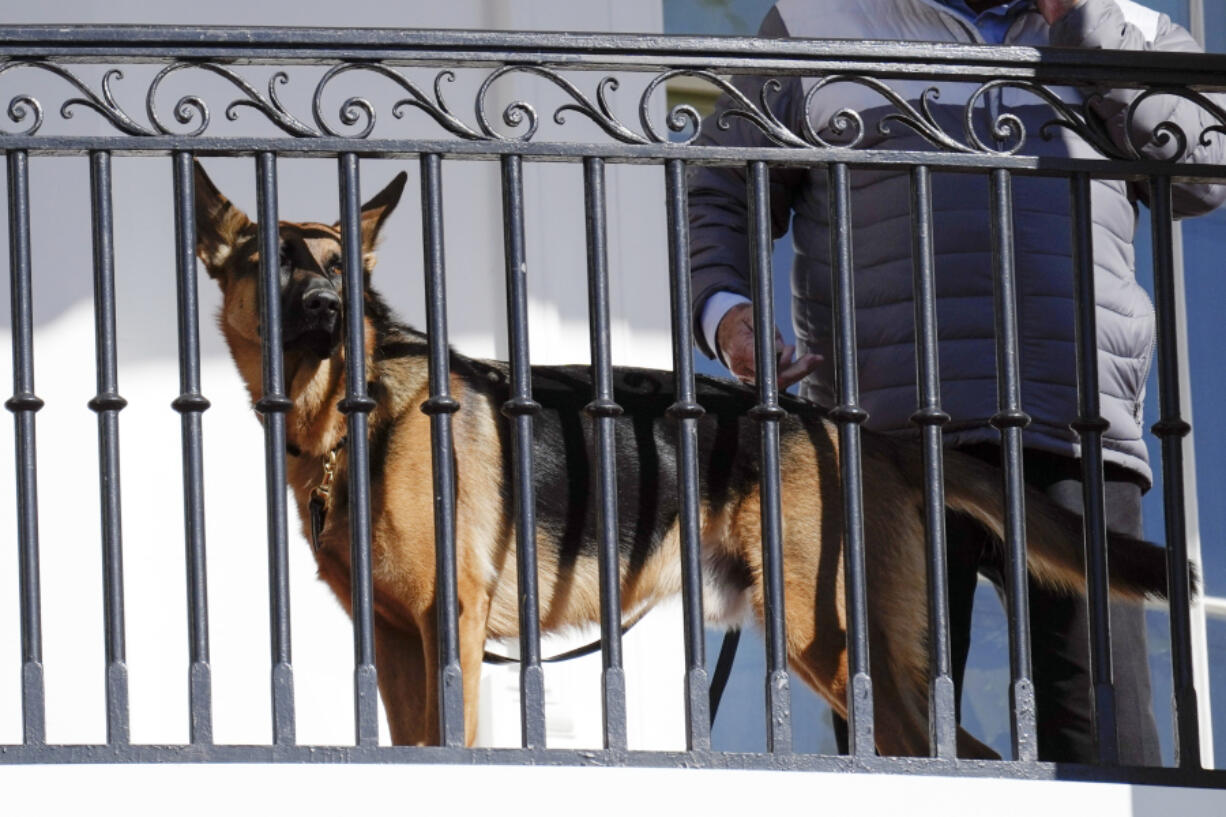 FILE - President Joe Biden's dog Commander looks out from the balcony during a pardoning ceremony for the national Thanksgiving turkeys at the White House in Washington, Nov. 21, 2022. Secret Service records show that President Joe Biden's dog Commander has bitten its officers stationed at the White House 10 times between October 2022 and January. At least one biting incident required a trip to the hospital for the injured officer.