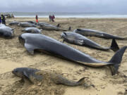 This handout photo issued by British Divers Marine Life Rescue (BDMLR) shows pilot whales in North Tolsta, on the Isle of Lewis, Scotland, Sunday, July 16, 2023. A pod of 55 pilot whales have died after they were found washed ashore on a beach in Scotland in the worst mass whale stranding in the area, marine experts said Monday. Marine rescuers, the coast guard and police were called to Traigh Mhor beach on the Isle of Lewis in northwest Scotland after receiving reports that dozens of the mammals were in difficulty there early Sunday.