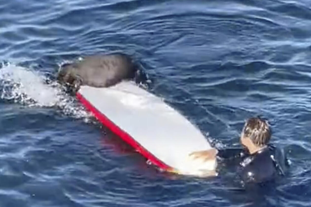 This image from video provided by TMX shows an encounter between a female otter and a surfer off the coast of Santa Cruz, Calif., on Sunday, July 9, 2023. California wildlife officials are trying to capture and rehome the otter.