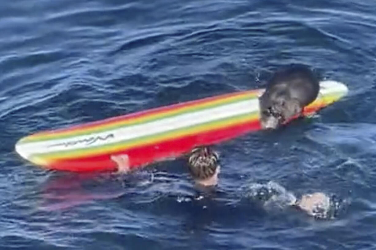 This image from video provided by TMX shows an encounter between a female otter and a surfer off the coast of Santa Cruz, Calif., on Sunday, July 9, 2023. California wildlife officials are trying to capture and rehome the otter.