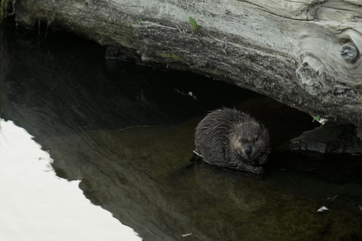 A beaver sits on a rock in Napa Creek, Wednesday, July 19, 2023, in Napa, Calif. (AP Photo/Godofredo A.