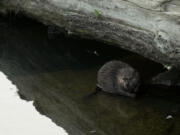 A beaver sits on a rock in Napa Creek, Wednesday, July 19, 2023, in Napa, Calif. (AP Photo/Godofredo A.