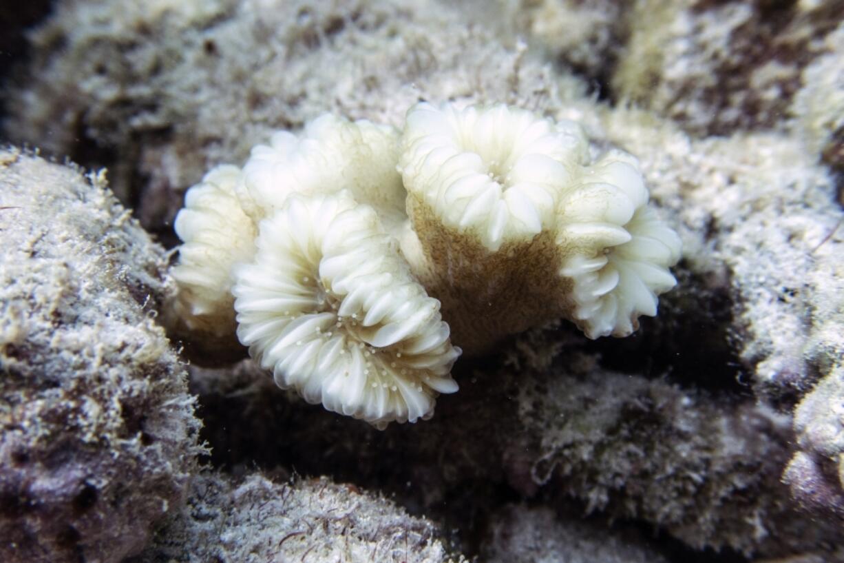 A bleached flower coral is seen on Thursday in the North Dry Rocks Reef off the coast of Key Largo, Fla. Some Florida Keys corals are losing their color weeks earlier in the summer than has been documented before, meaning they are under stress and their health is potentially endangered, federal scientists said.