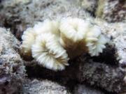 A bleached flower coral is seen on Thursday in the North Dry Rocks Reef off the coast of Key Largo, Fla. Some Florida Keys corals are losing their color weeks earlier in the summer than has been documented before, meaning they are under stress and their health is potentially endangered, federal scientists said.