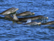 Bottlenose dolphins swim in open waters off Sarasota Bay, Fla.