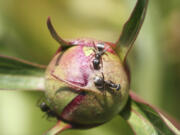 Adult ants feed on the sweet nectar-like substance secreted by a peony bud in Fort Collins, Colo. on May 7, 2006.