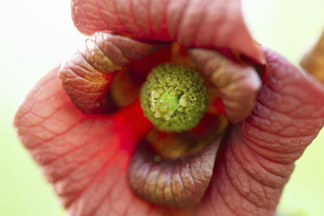 The blossom of a pawpaw tree attached to a branch. The flower has an odd scent reminiscent of fermenting grapes.